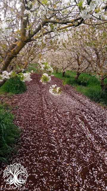 cherry-Aroma-di-Puglia.jpg