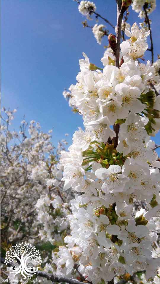 Cherry Blossoms - Aroma-di-Puglia.jpg